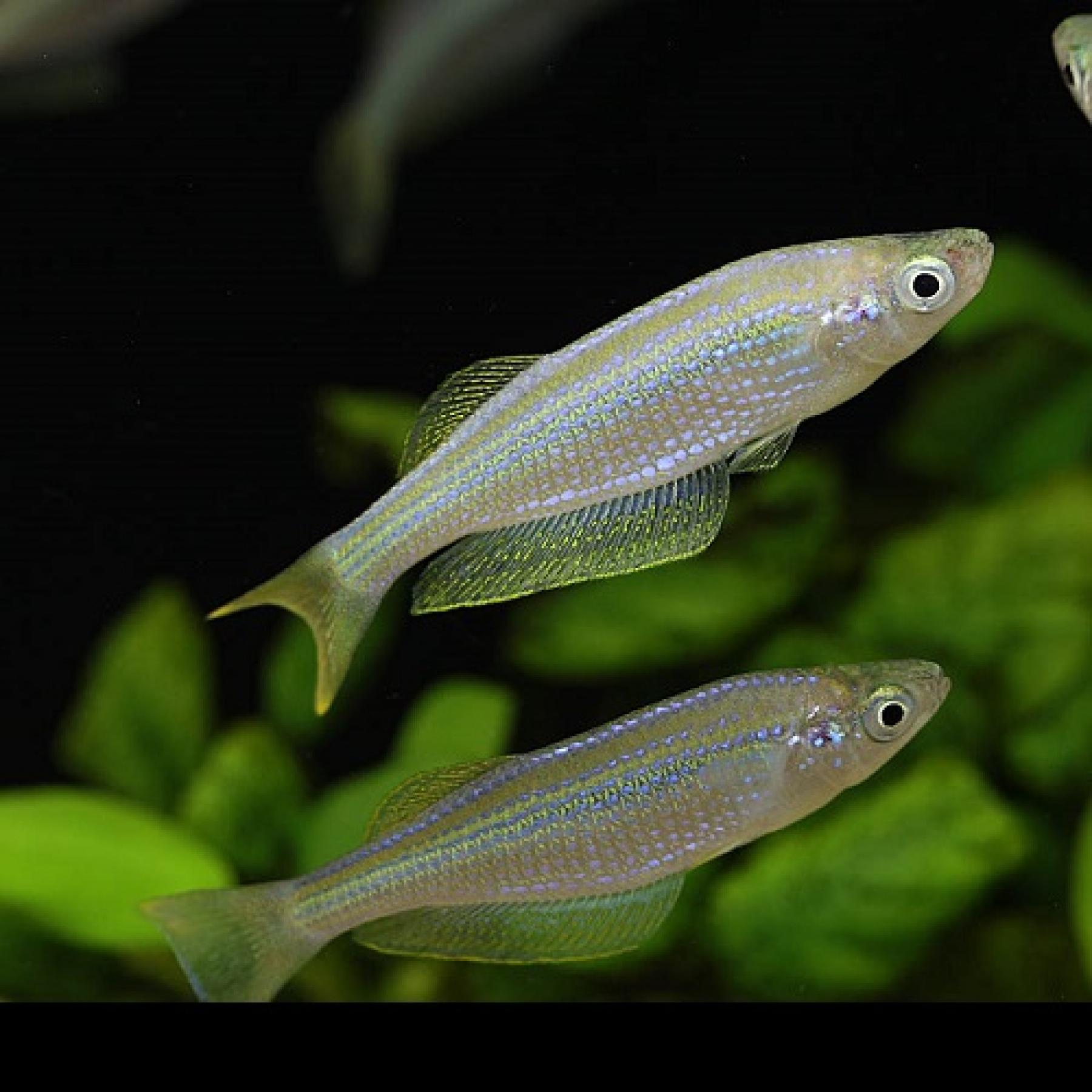 ランプリクチス・タンガニカヌス（ＥＵブリード）