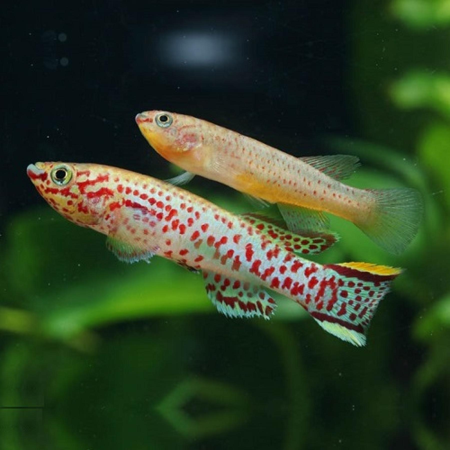 フンデュロパンチャックス・ガードネリー（ブリード）