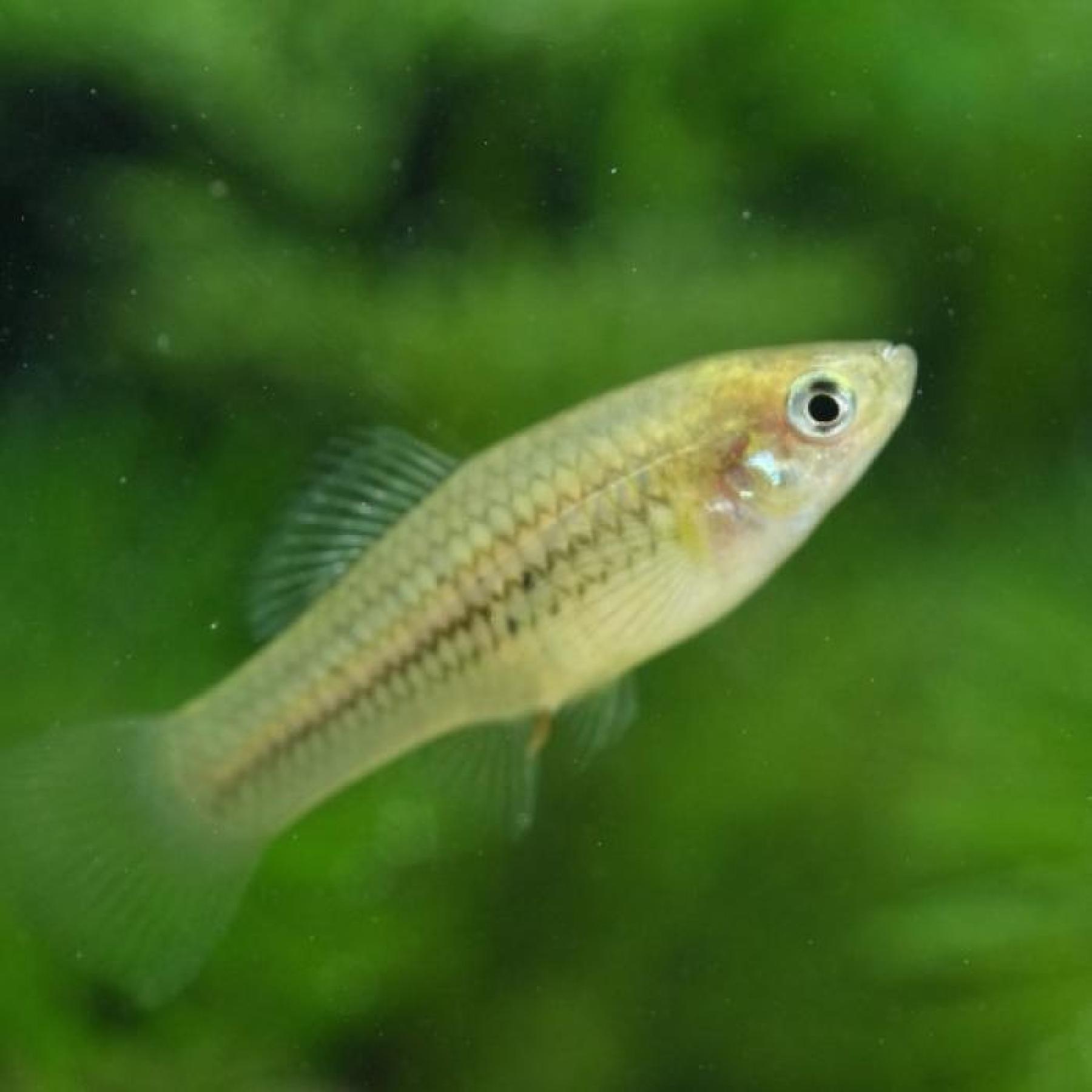 ｷﾌｫﾌｫﾙｽ・ﾈｻｳｱﾙｺﾖﾄﾙ（Ocampo)(EUﾌﾞﾘｰﾄﾞ）