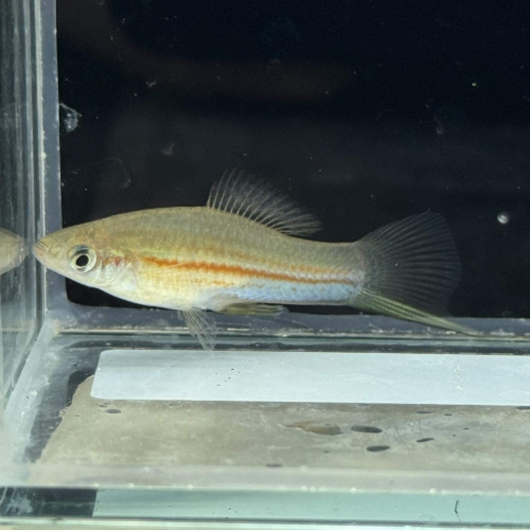 キフォフォルス・ヘレリー（Ｙｕｋａｔａｎ）（ＥＵブリード）