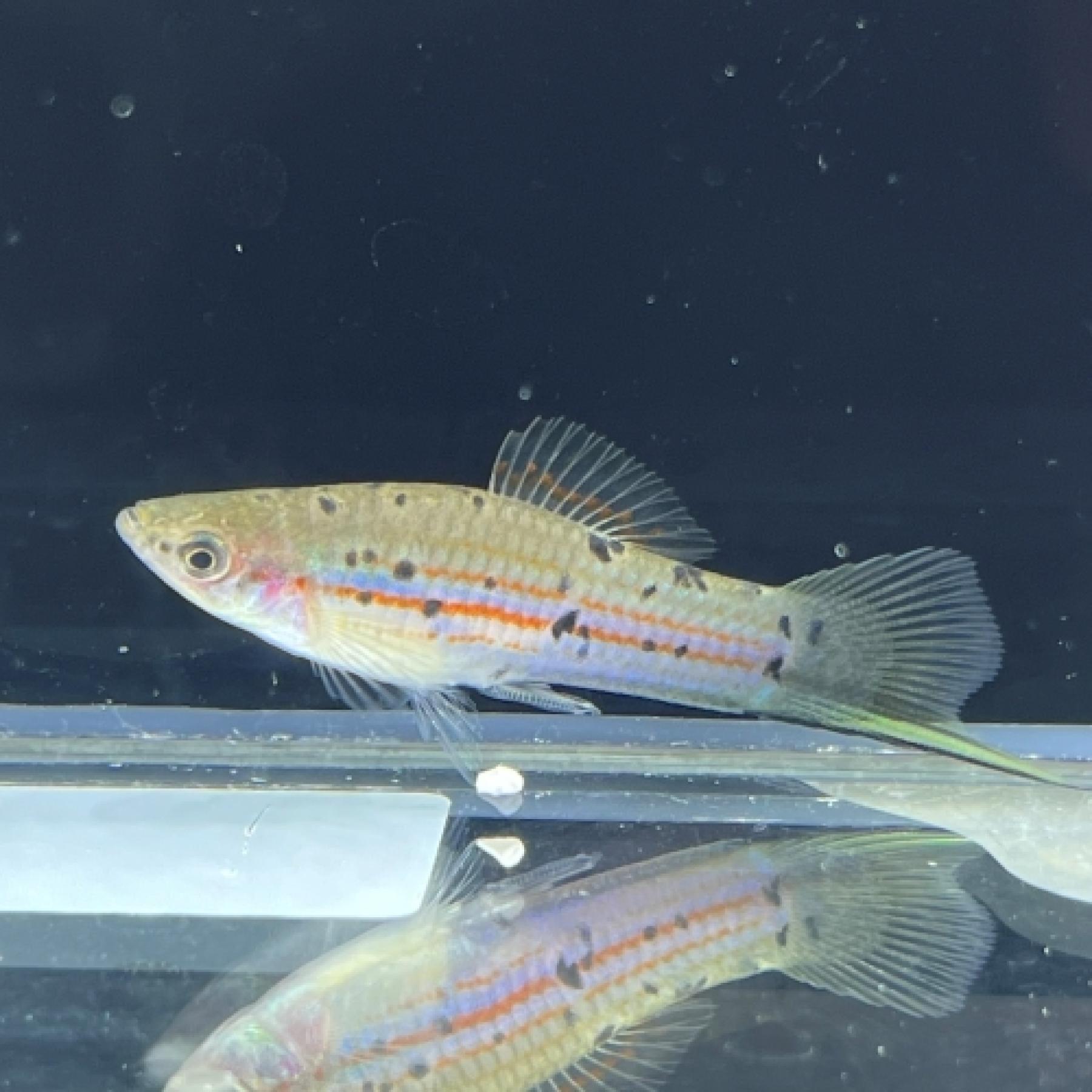 キフォフォルス・ヘレリー（Ｇｕｅｎｔｈｅｒｉ）（ＥＵブリード）