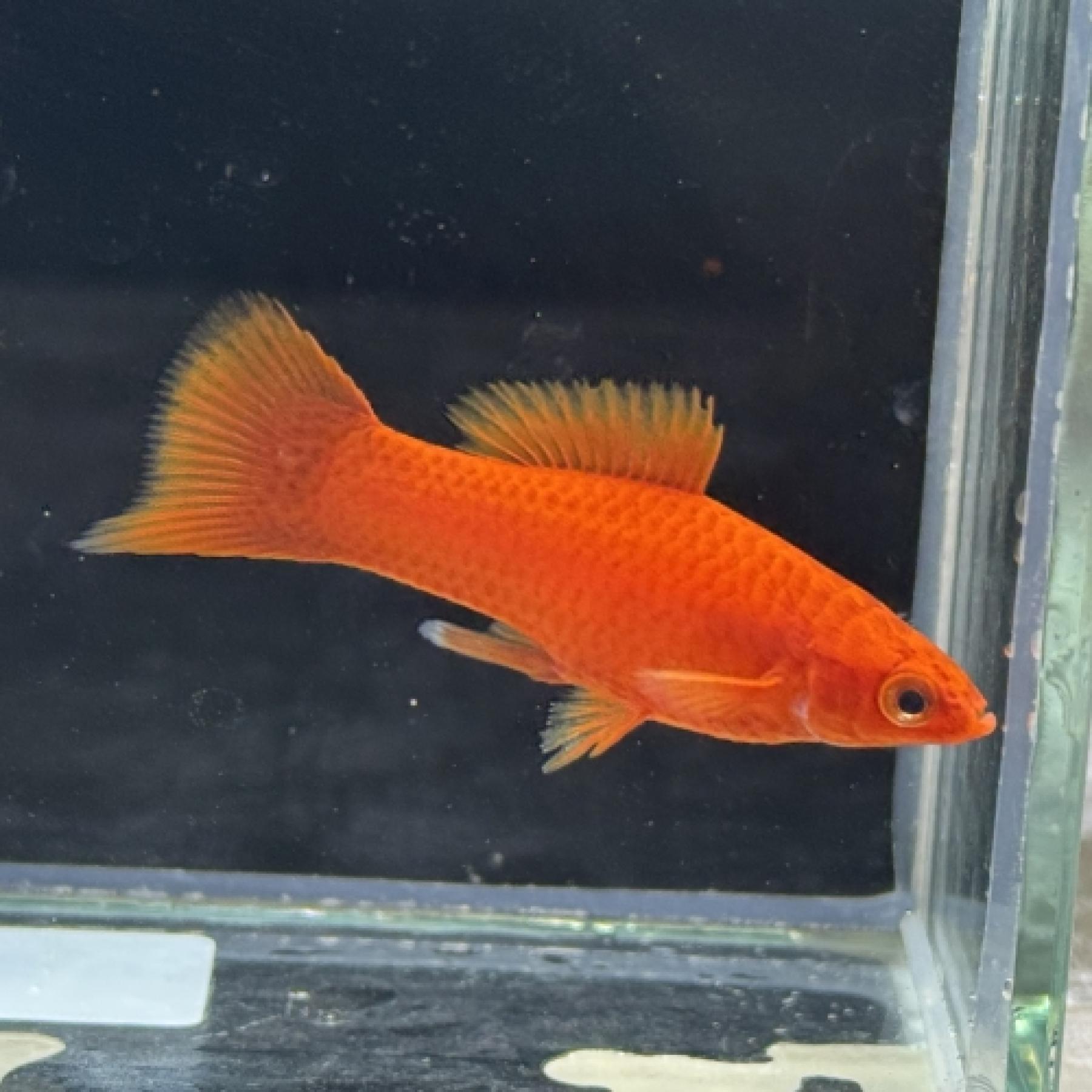 キフォフォルス・ヘレリー（Ｓｕｐer Red）（ＥＵブリード）