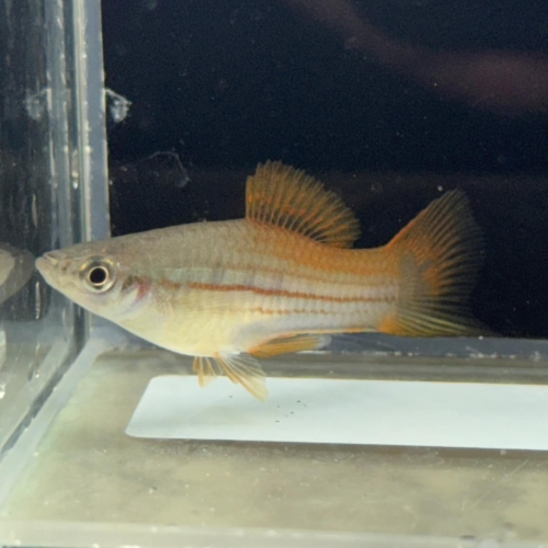 キフォフォルス・ヘレリー（Pineapple）(ＥＵブリード）