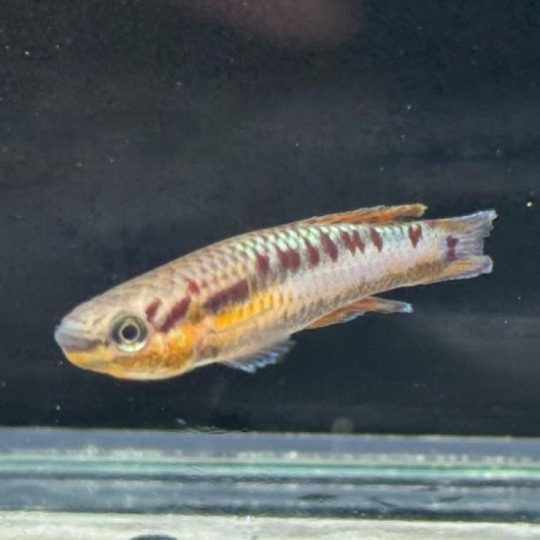 アフィオセミオン・バイビテイタム（ＥＵブリード）（ペア）