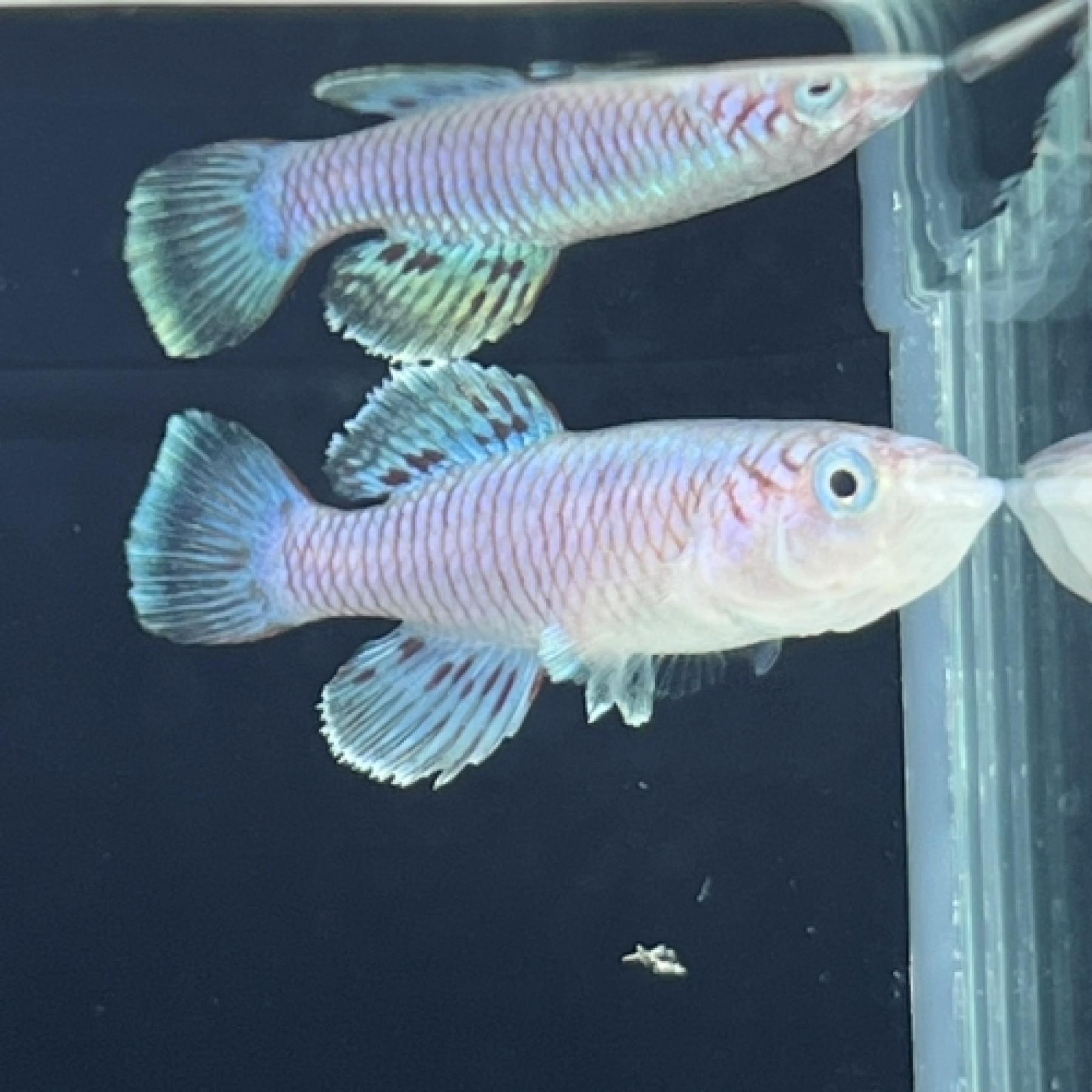 ノソブランキウス・エガーザイブルー（ＥＵブリード）（ペア）