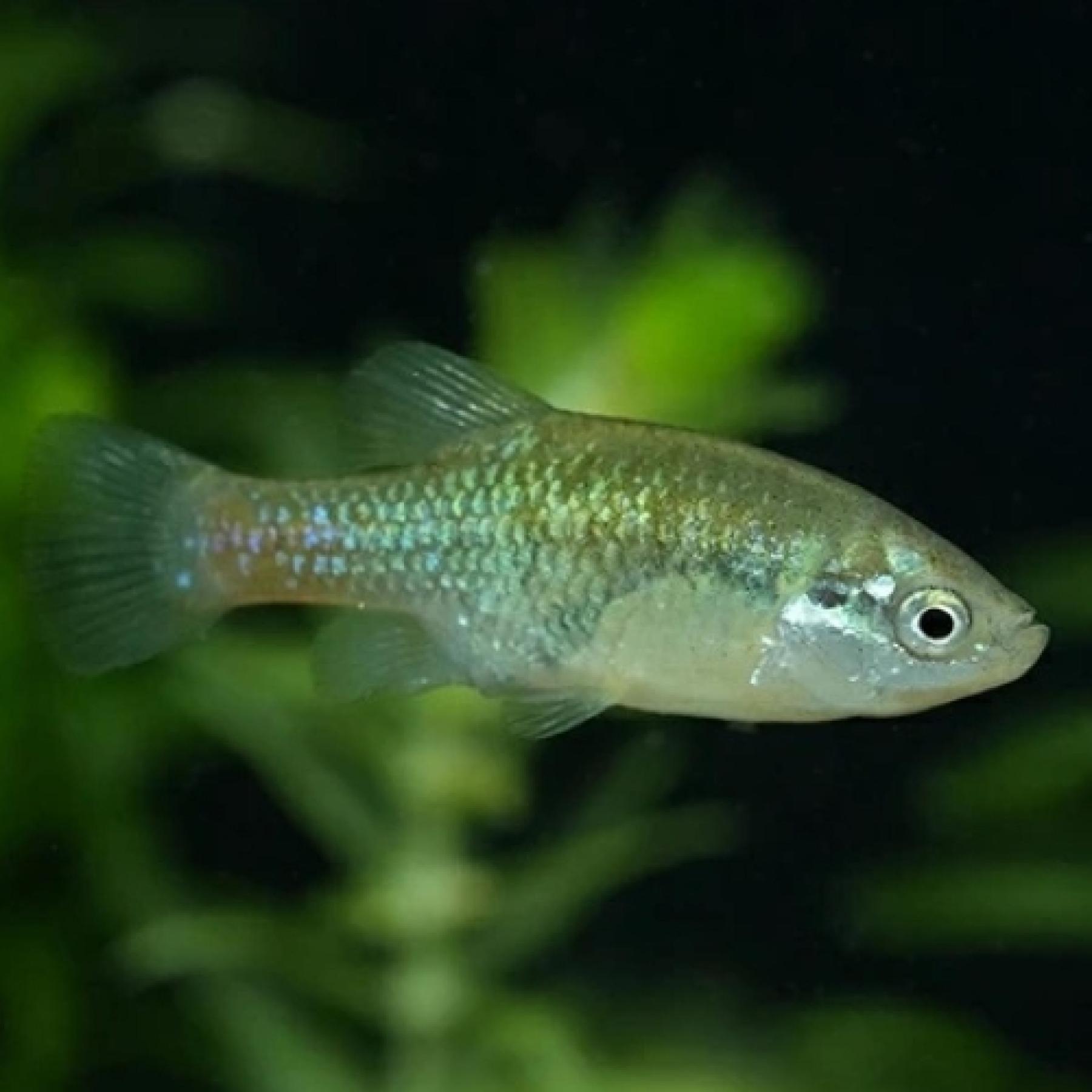 ゼノトカ・ドアドリオイ(H・サンマルコス)(EUブリード)(ペア)