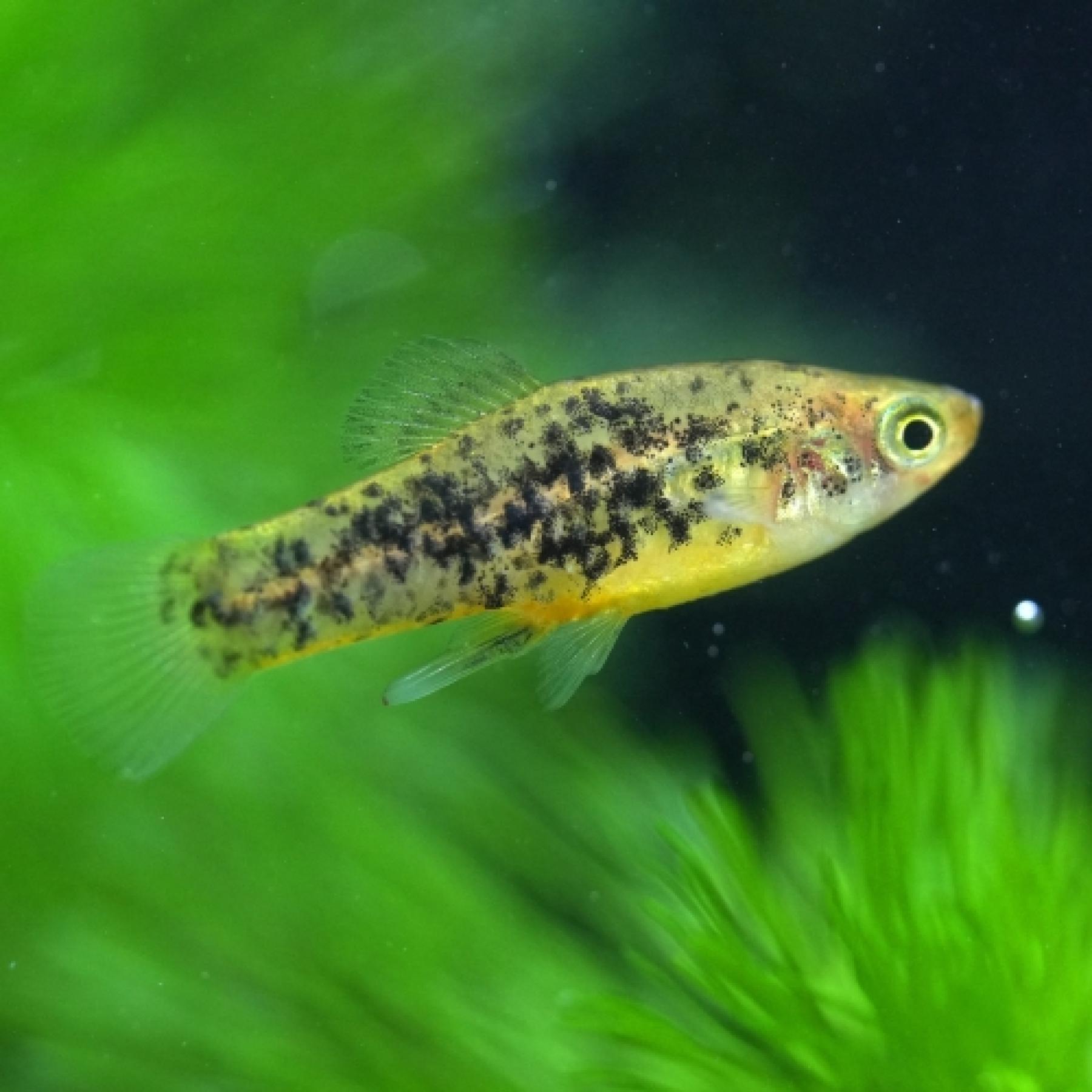 キフォフォルス・ミレリー（Rio decatemaco）（ＥＵブリード）