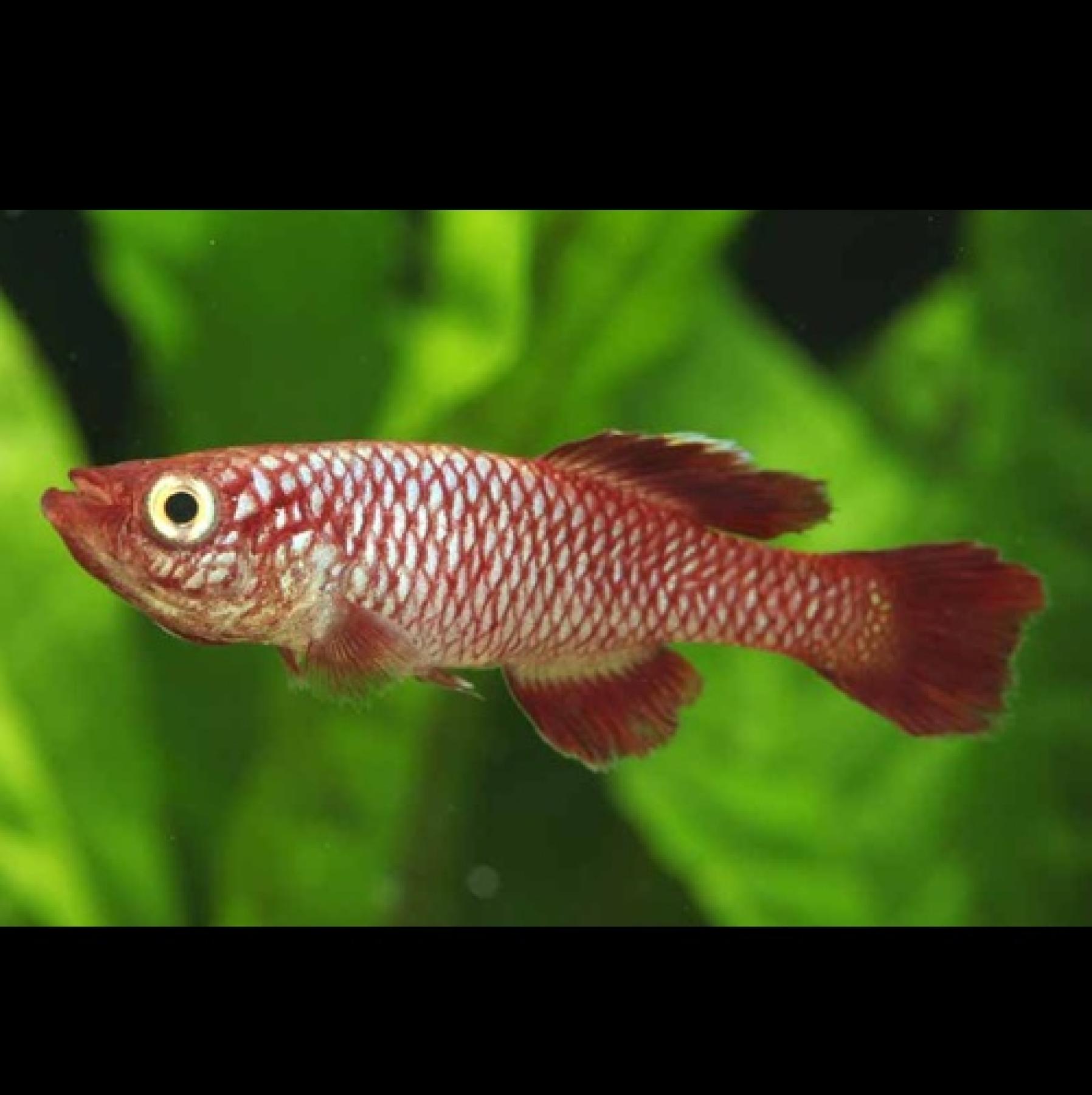 ﾉｿﾌﾞﾗﾝｷｳｽ・ｺｰｿｻｴ　ﾚｯﾄﾞ(Mafia TZN 08/2)(EUﾌﾞﾘｰﾄﾞ)(ﾍﾟｱ)