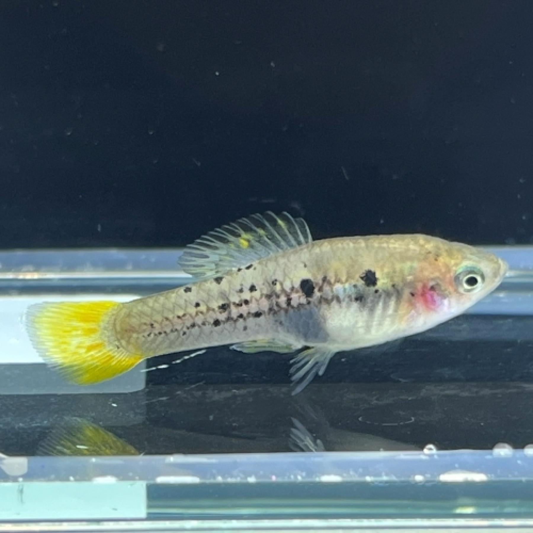 キフォフォルス・バリアタス（RioCoacuilco)（EUブリード）