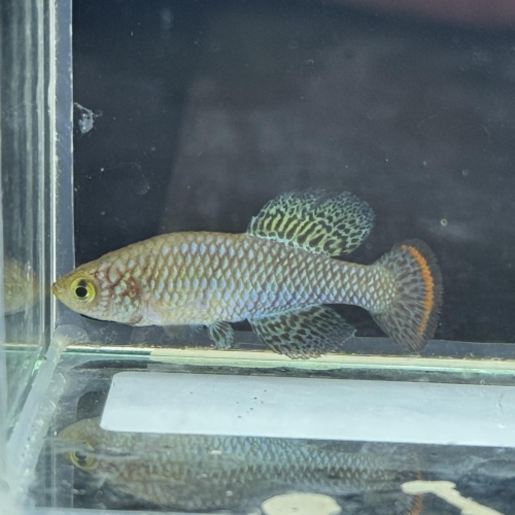 ノソブランキウス・ピエナアリ（ＥＵブリード）（ペア）