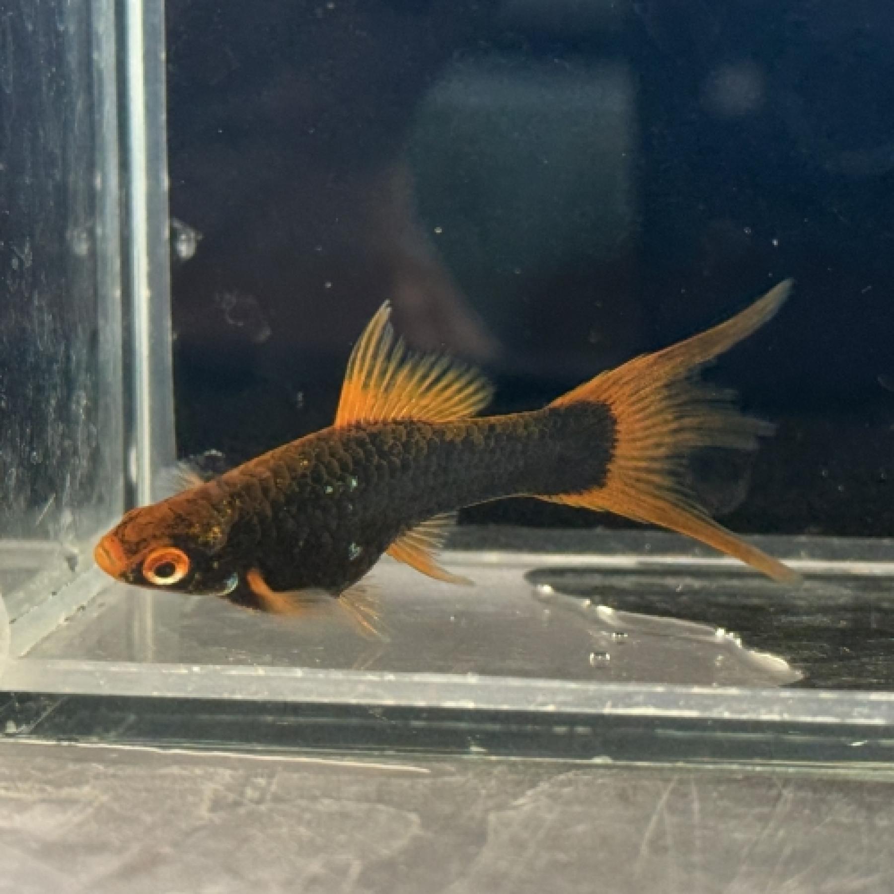 キフォフォルス・ヘレリー（ａ）(ＥＵブリード）