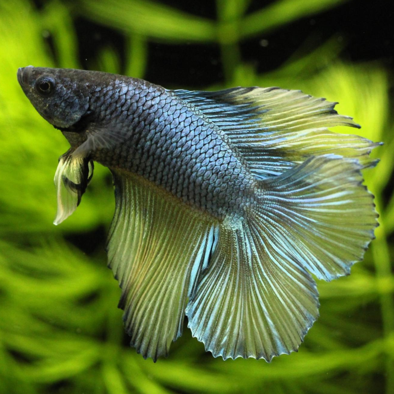 ダブルロングテールベタ（オス）