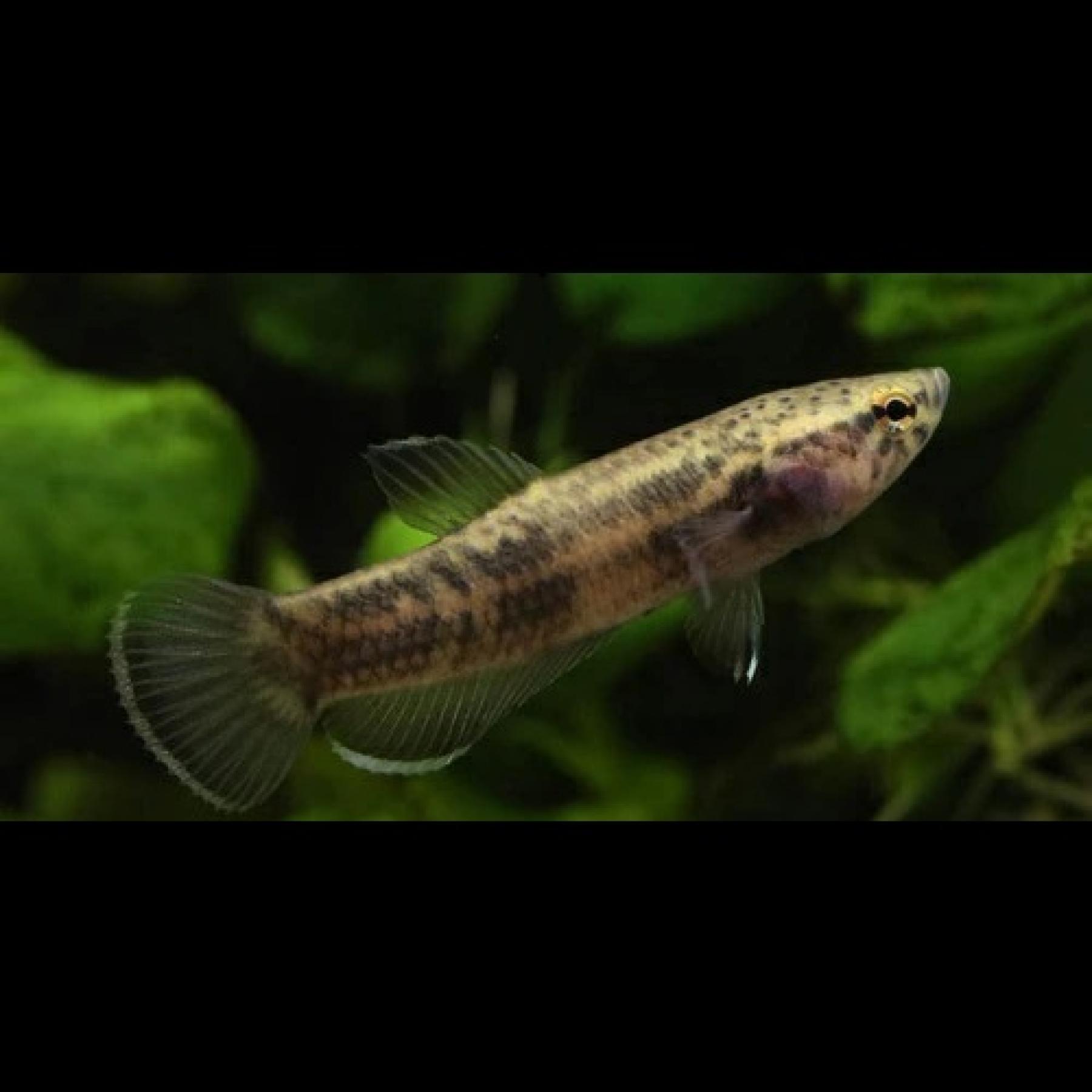 ワイルドベタ・アルビマルギナータ（ペア）