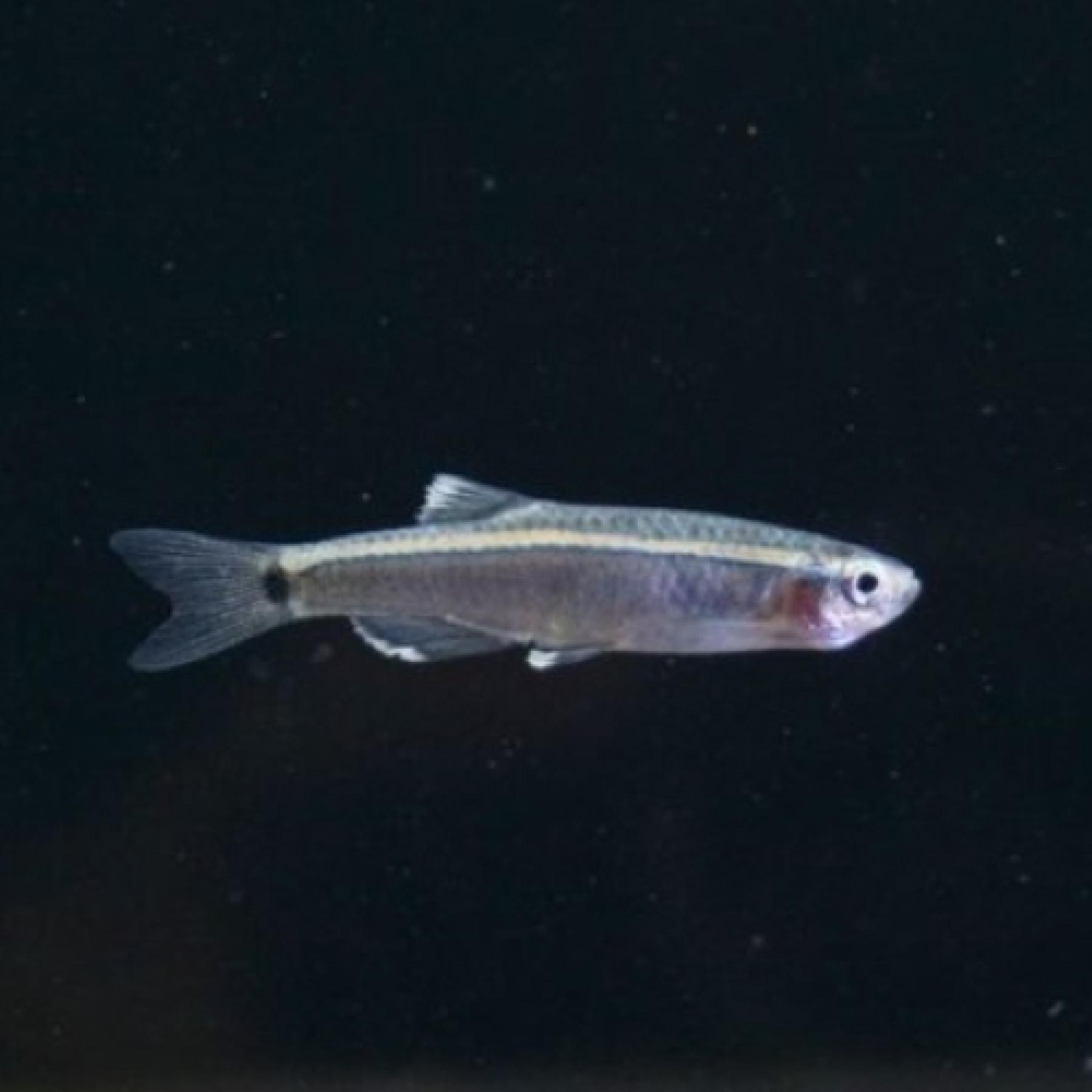 タニクティスｓｐグワンシー（中国）