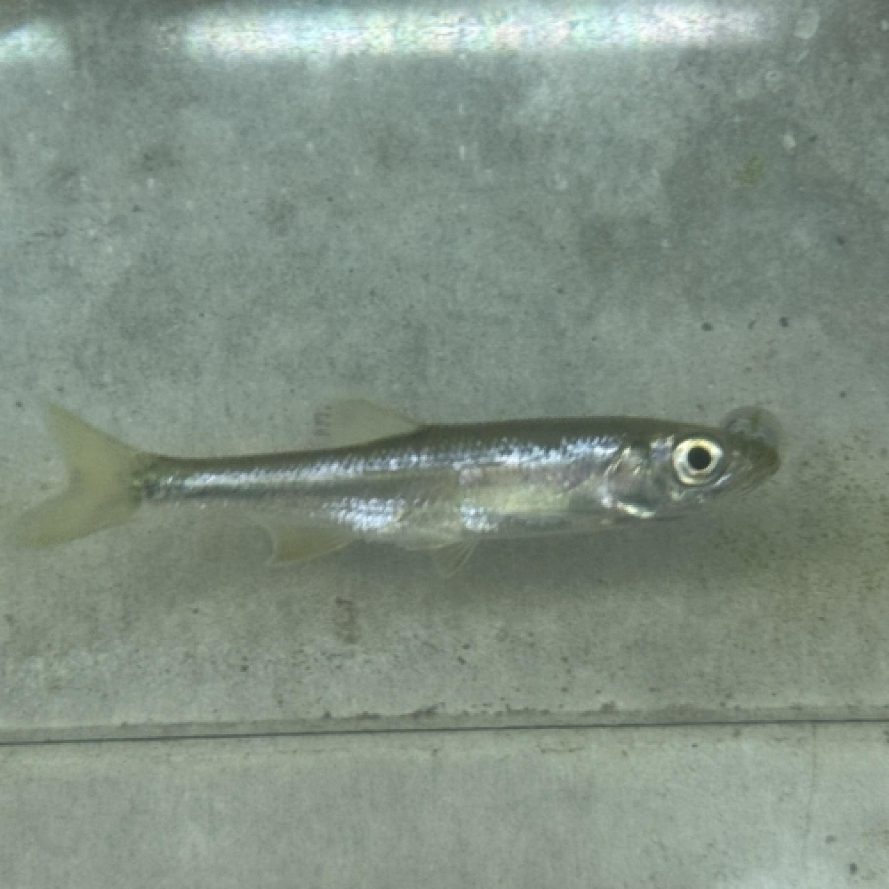 シニブラマｓｐ（中国）