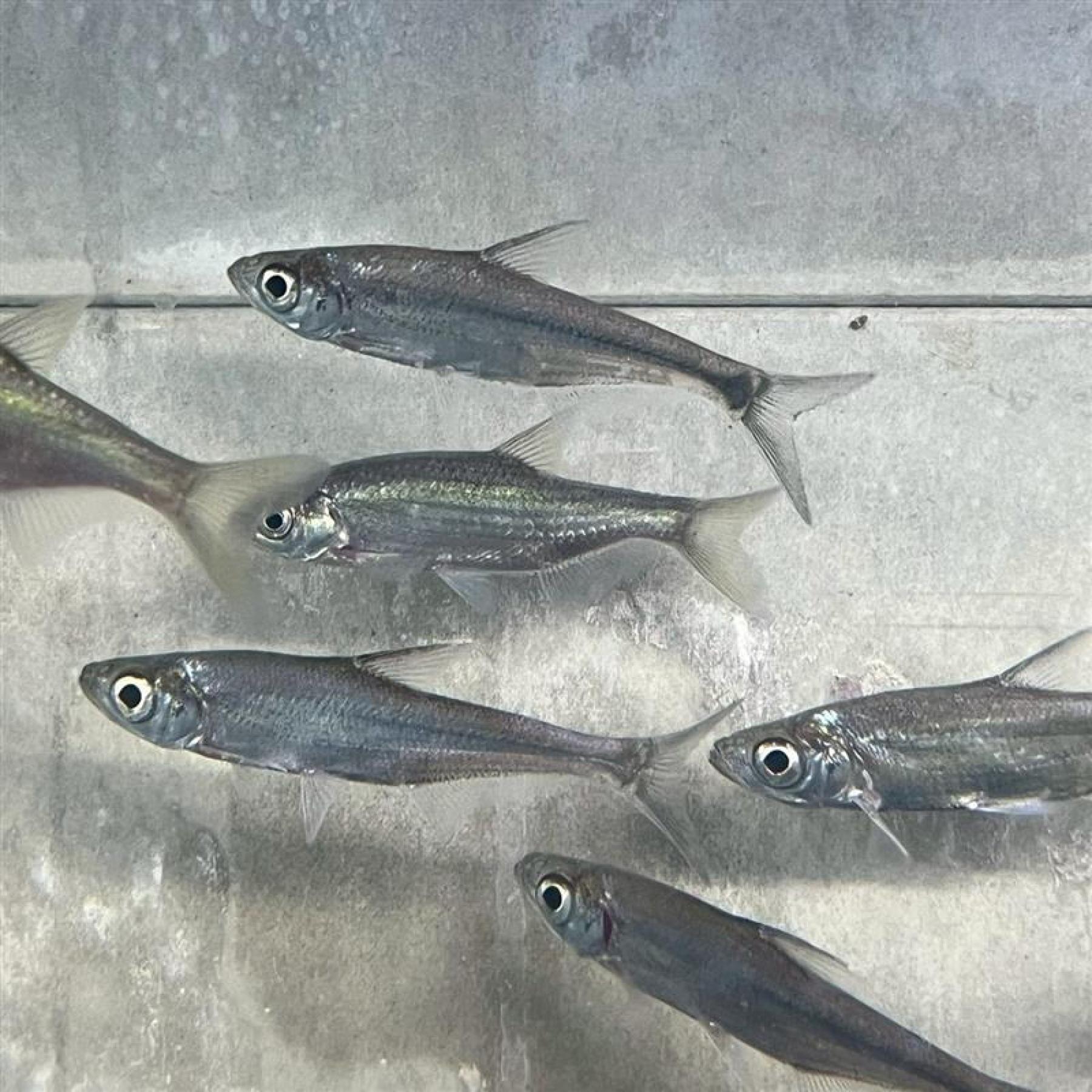 アンケリスロカルテル・リニ（中国）