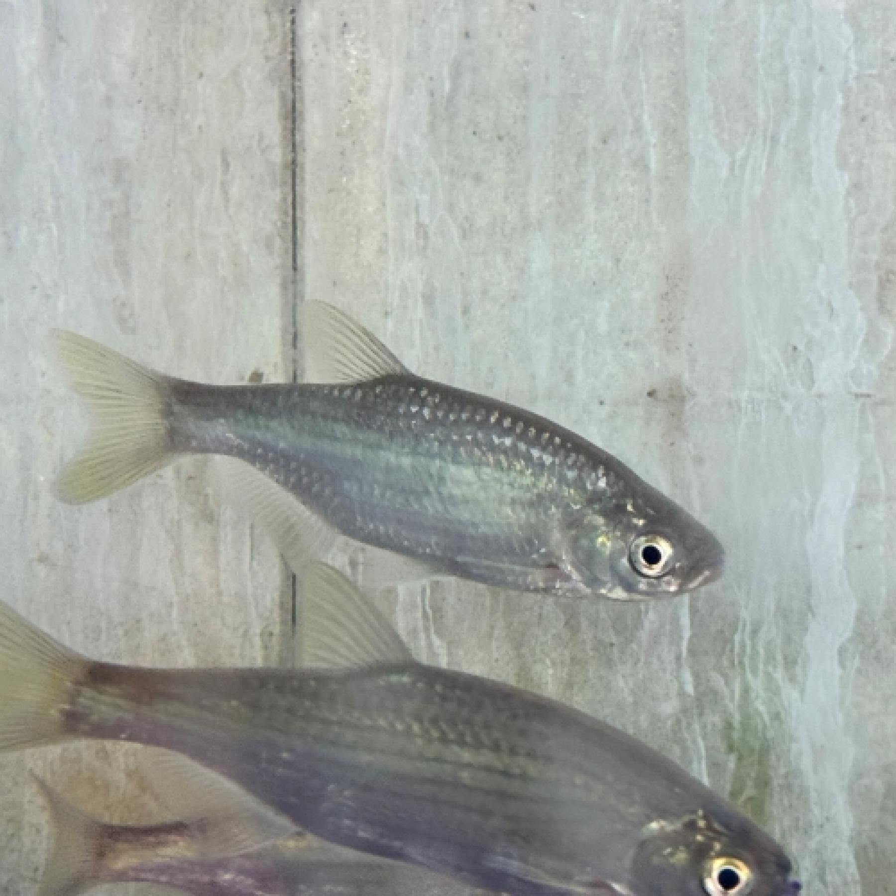 メトジア・リネアータ（中国）（Ｍ）