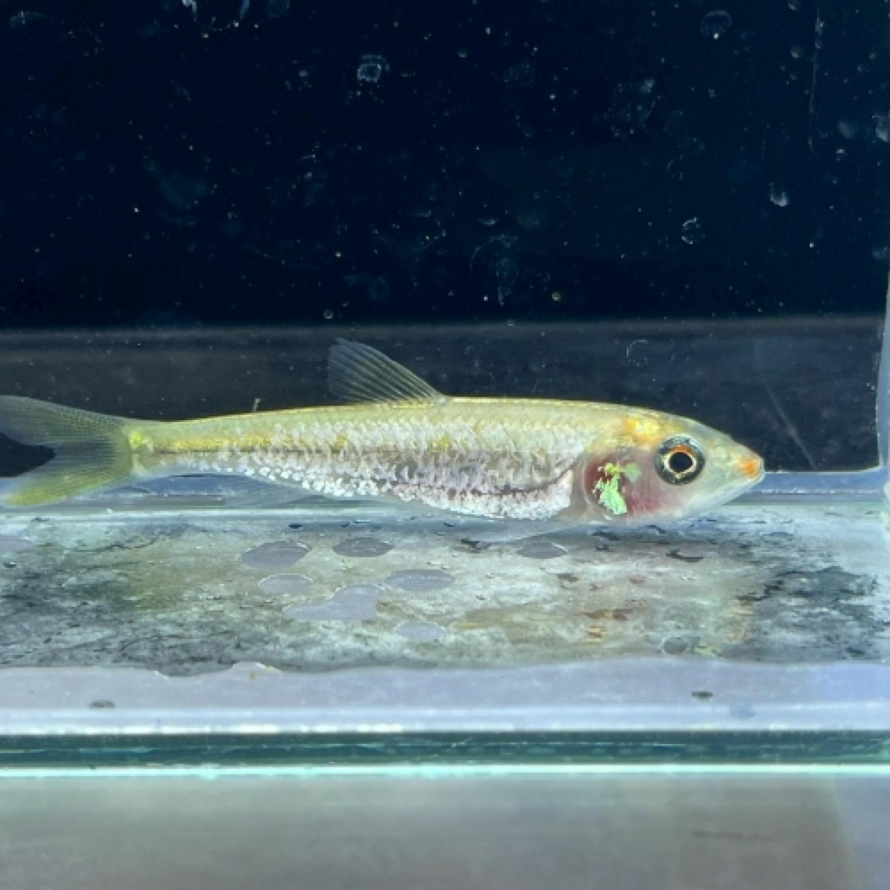 コウライハス・ミュータント（中国）