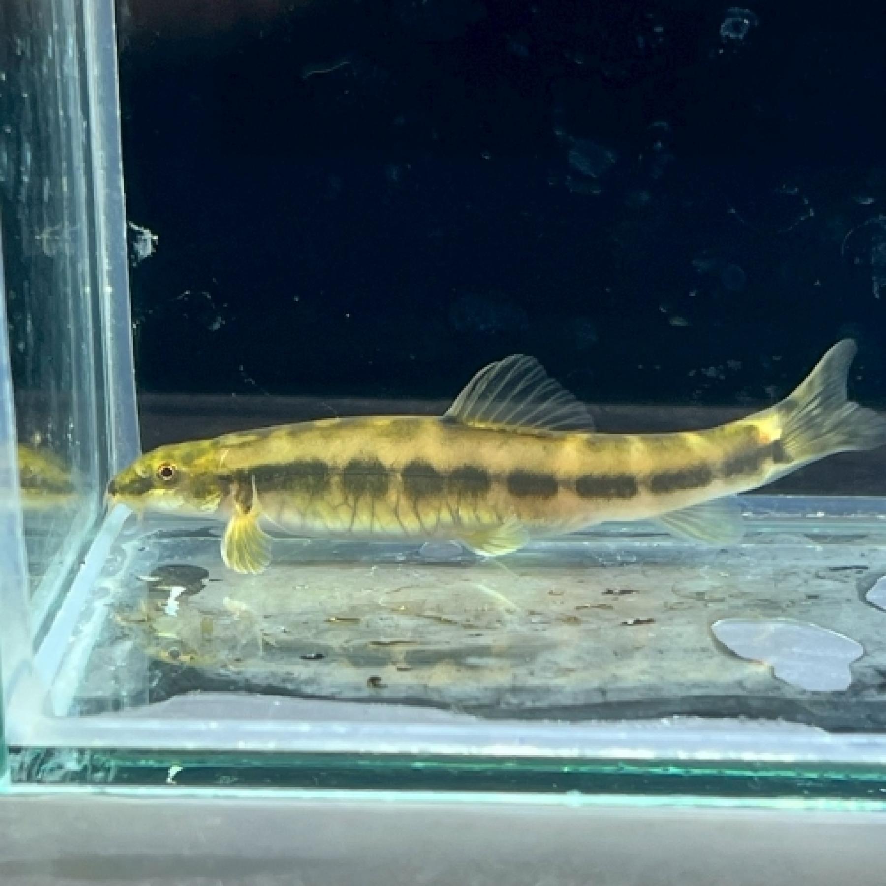 スキストラ・クロエッツリアエ（中国）