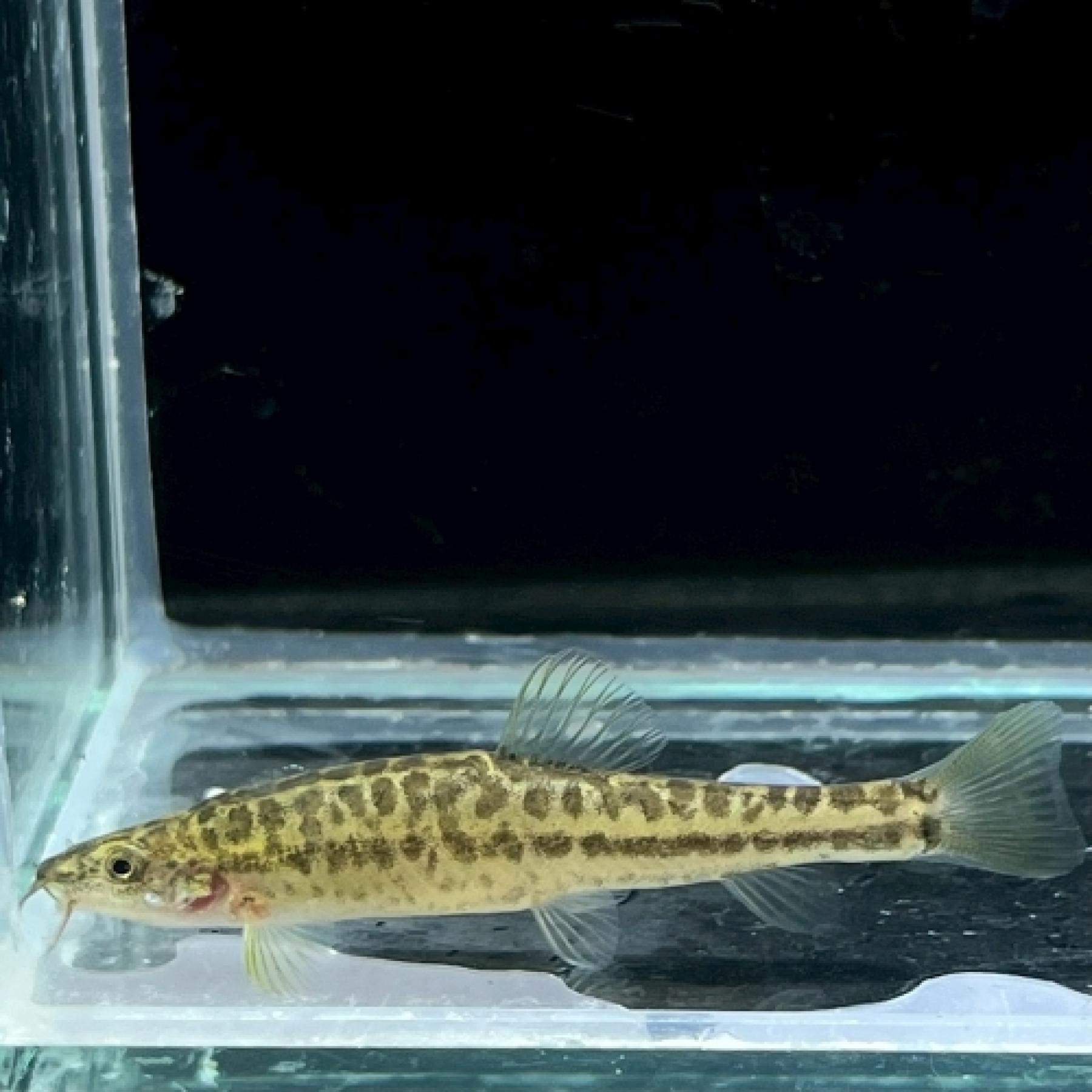 チータートリフロフィサローチ（中国）