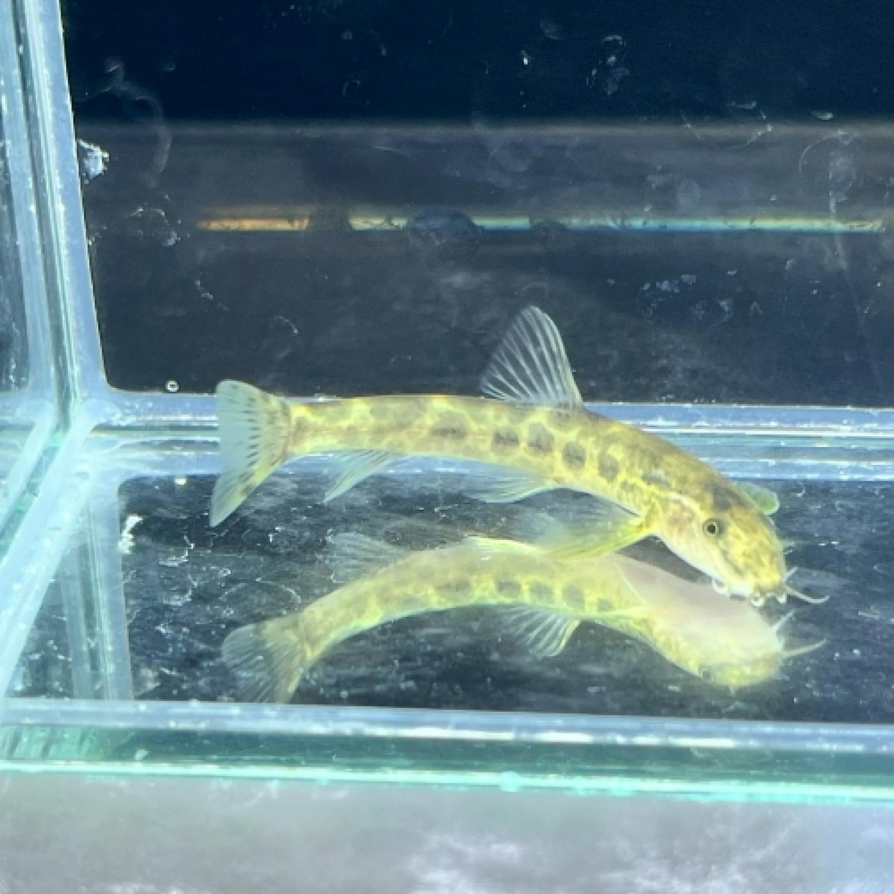 パンサートリフロフィサローチ（中国）