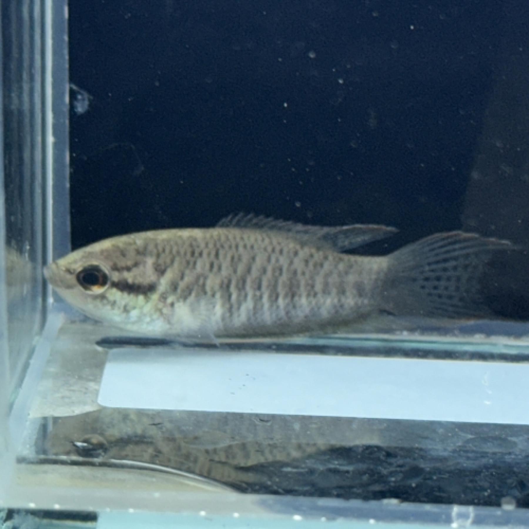 ブラックパラダイスフィッシュ