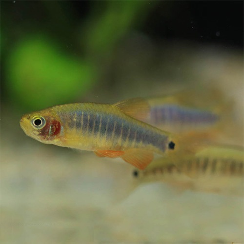 ミクロラスボラ・エリスロミクロン（Ｌ）