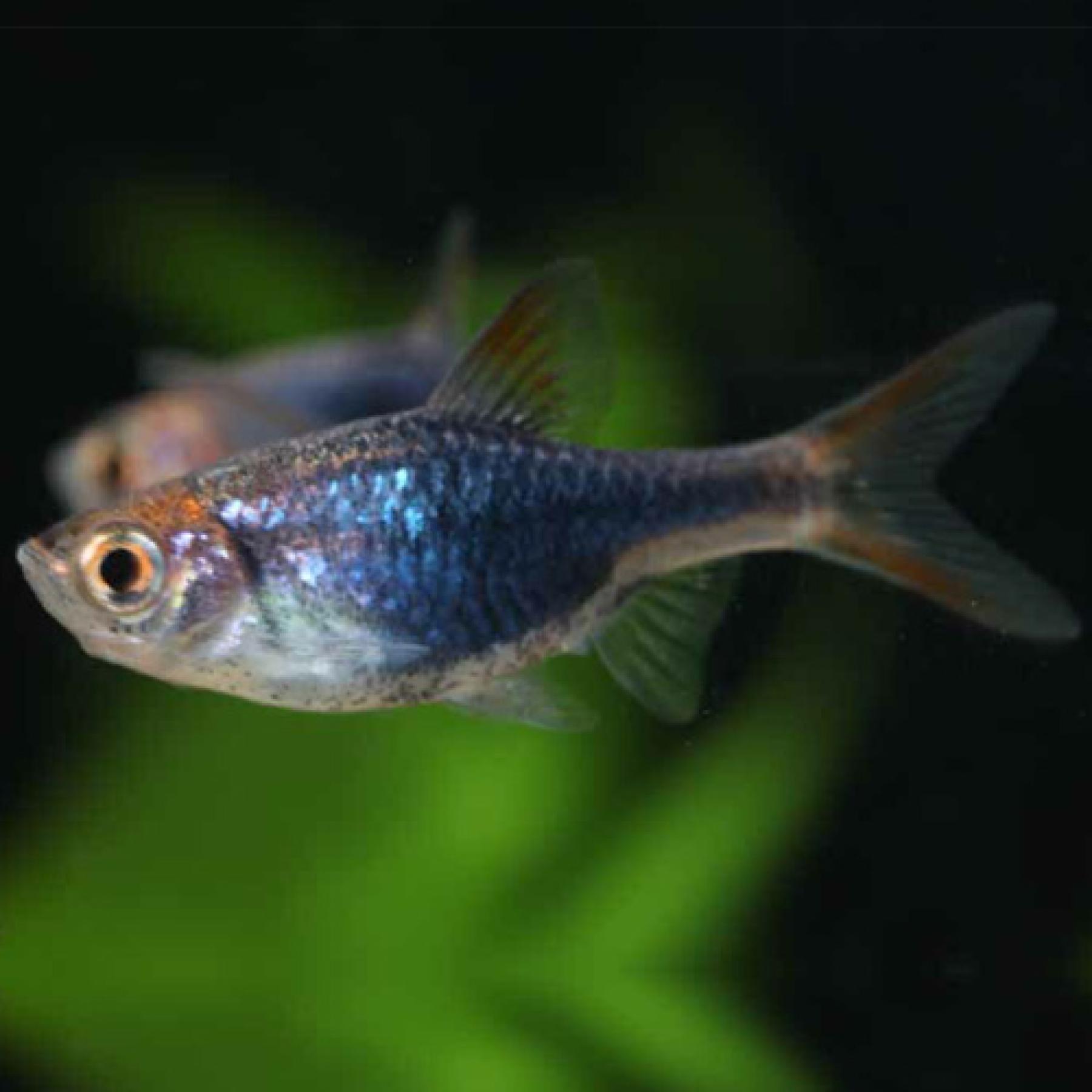 ラスボラ・ヘテロモルファ　プラチナブルー