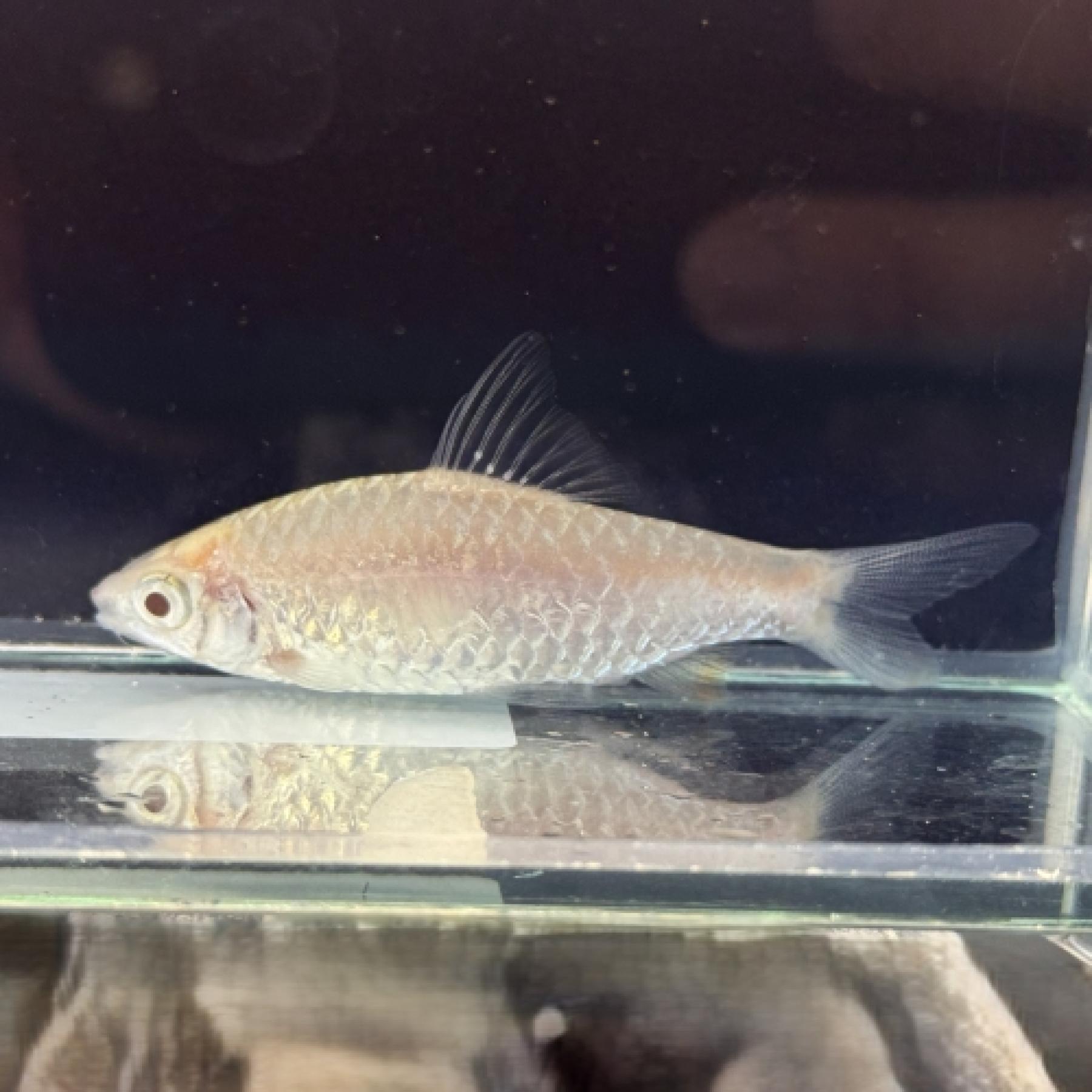 アルビノドーキンシア（中国便）（初入荷）