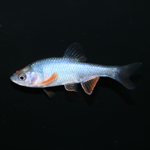 レッドホースミノー（Ｌ）（オス）