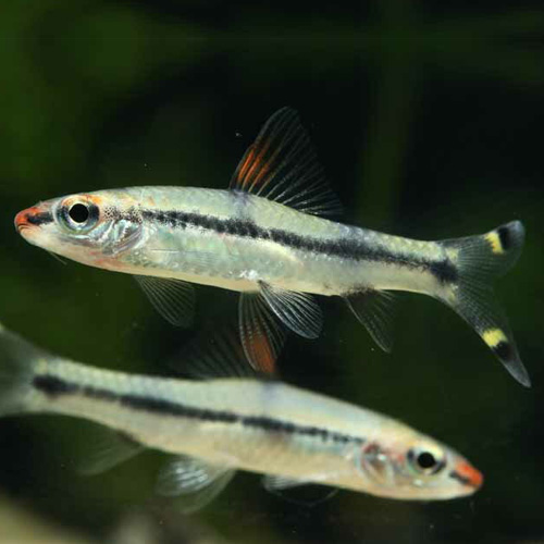 レッドライントーピードバルブ（ブリード）