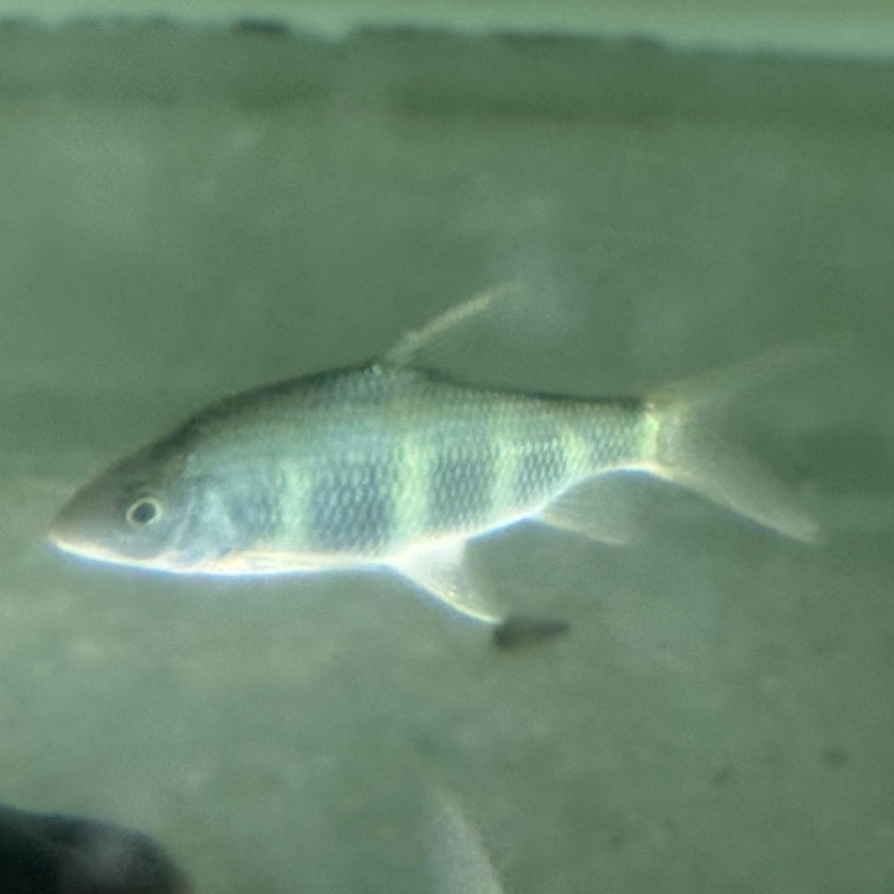 中国クラウンバルブ（ＭＬ）