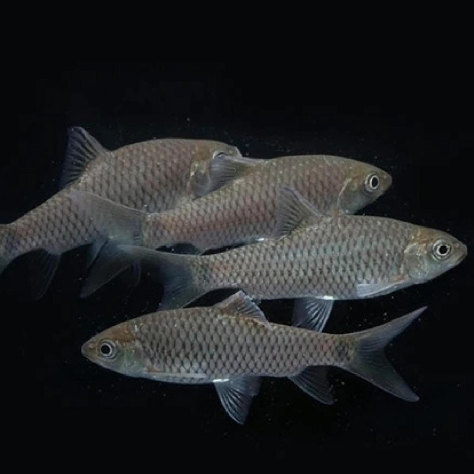 フェニックスバルブ（Ｌ）