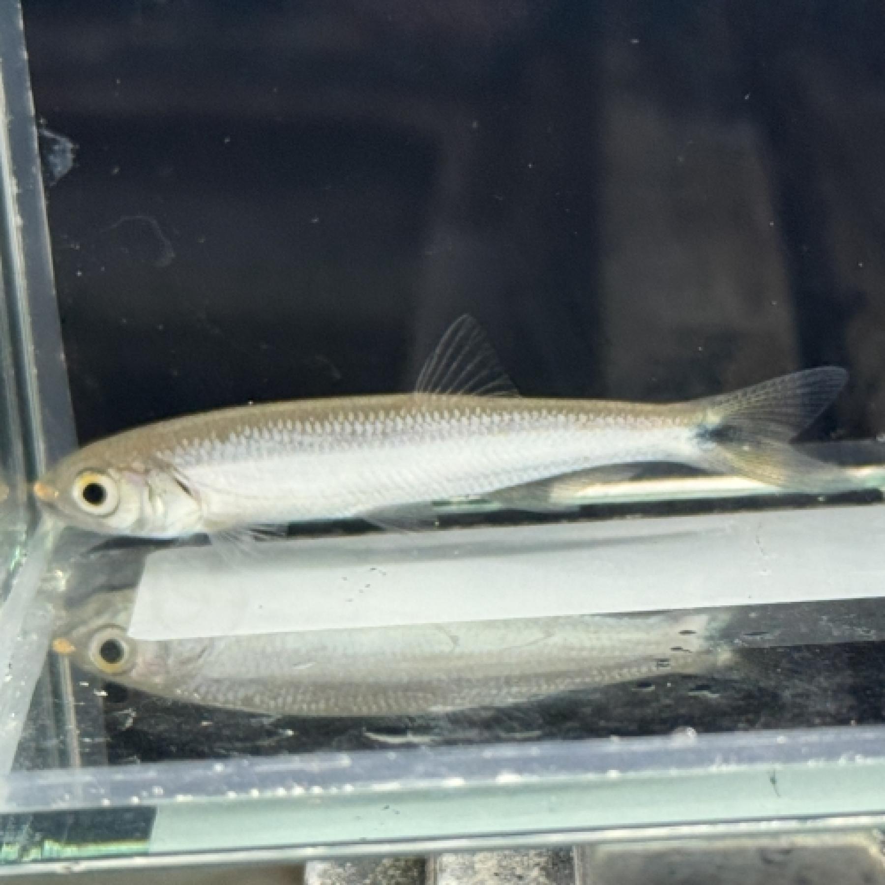 ライアマス・クリスティ（アフリカンカッパーノーズ）