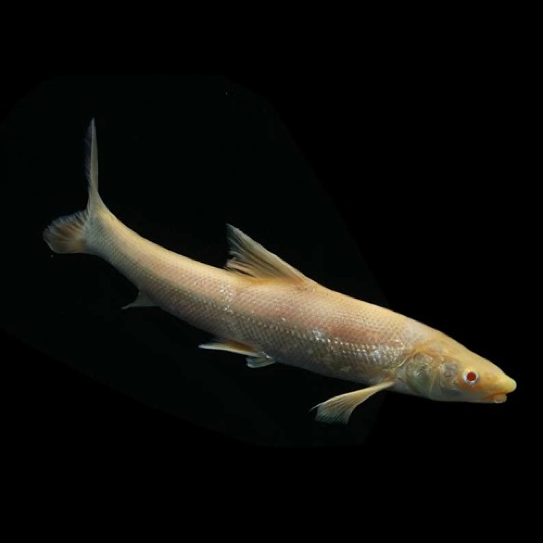 アルビノルシオバルブス・ブラキセファルス