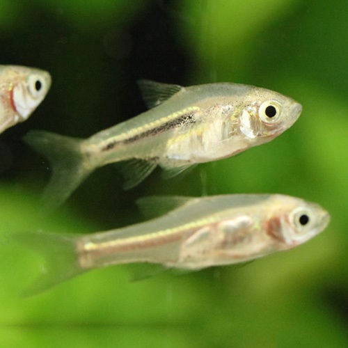 ラスボラ・ソムフォングシー（ブリード）