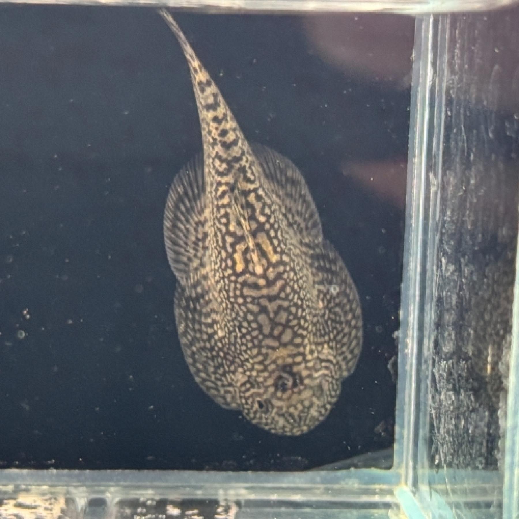 ヒルストリームローチｓｐベトナム
