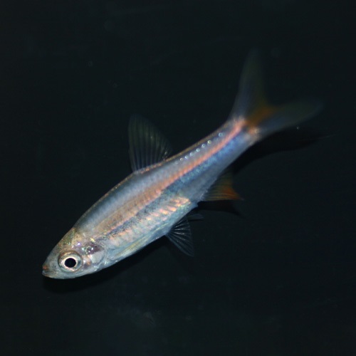 レッドチェリーラスボラ