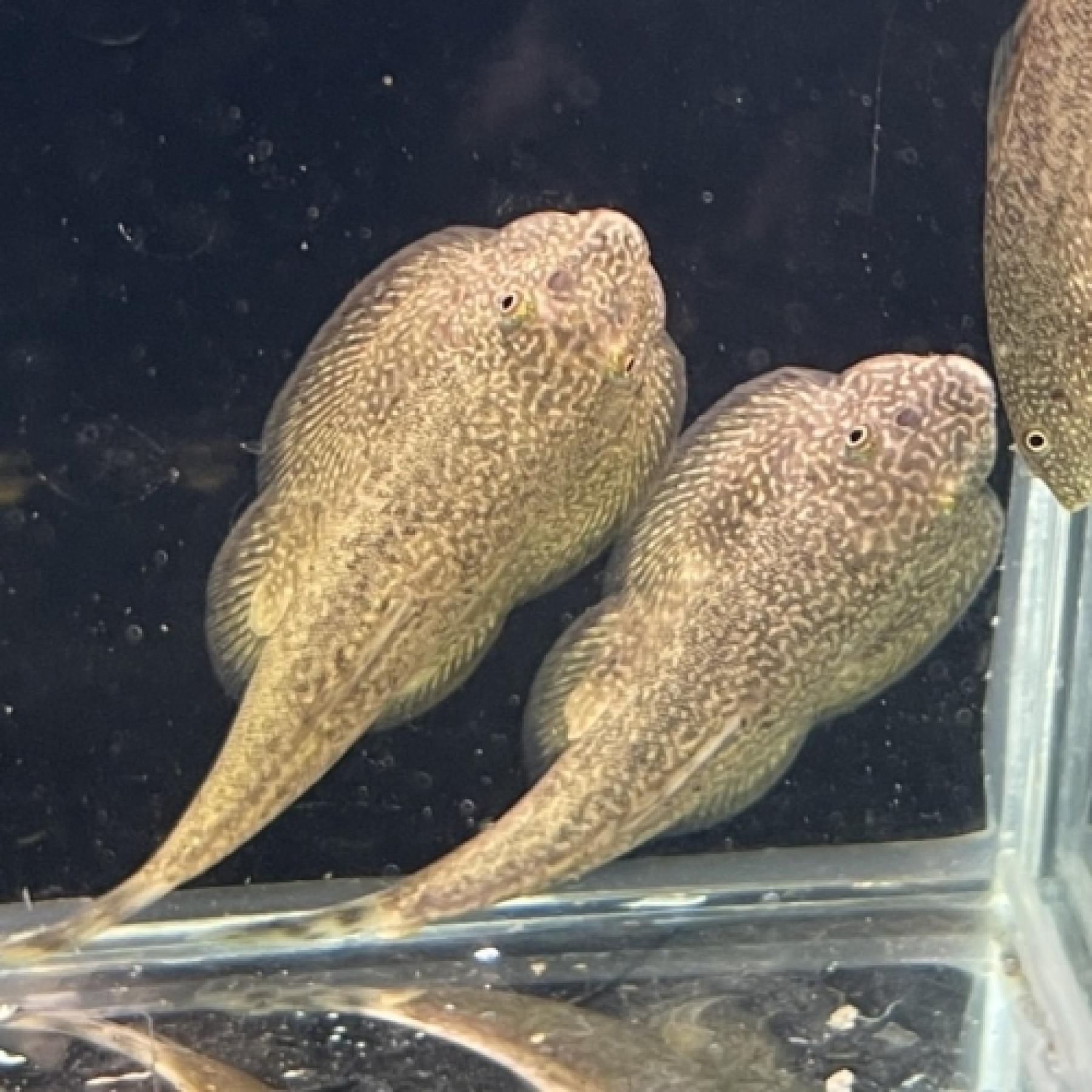 ベトナムキャリコヒルストリームローチ