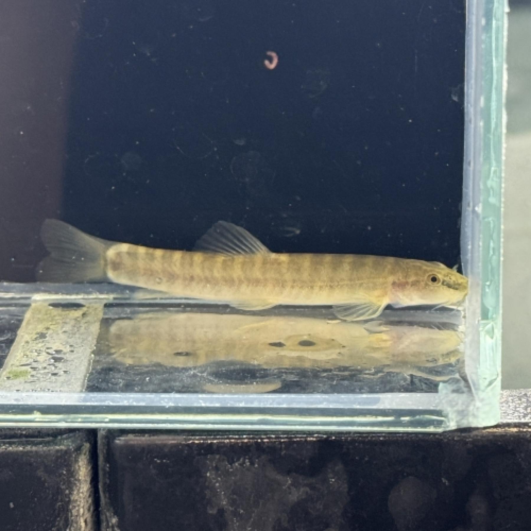 チャイニーズレオパードローチ