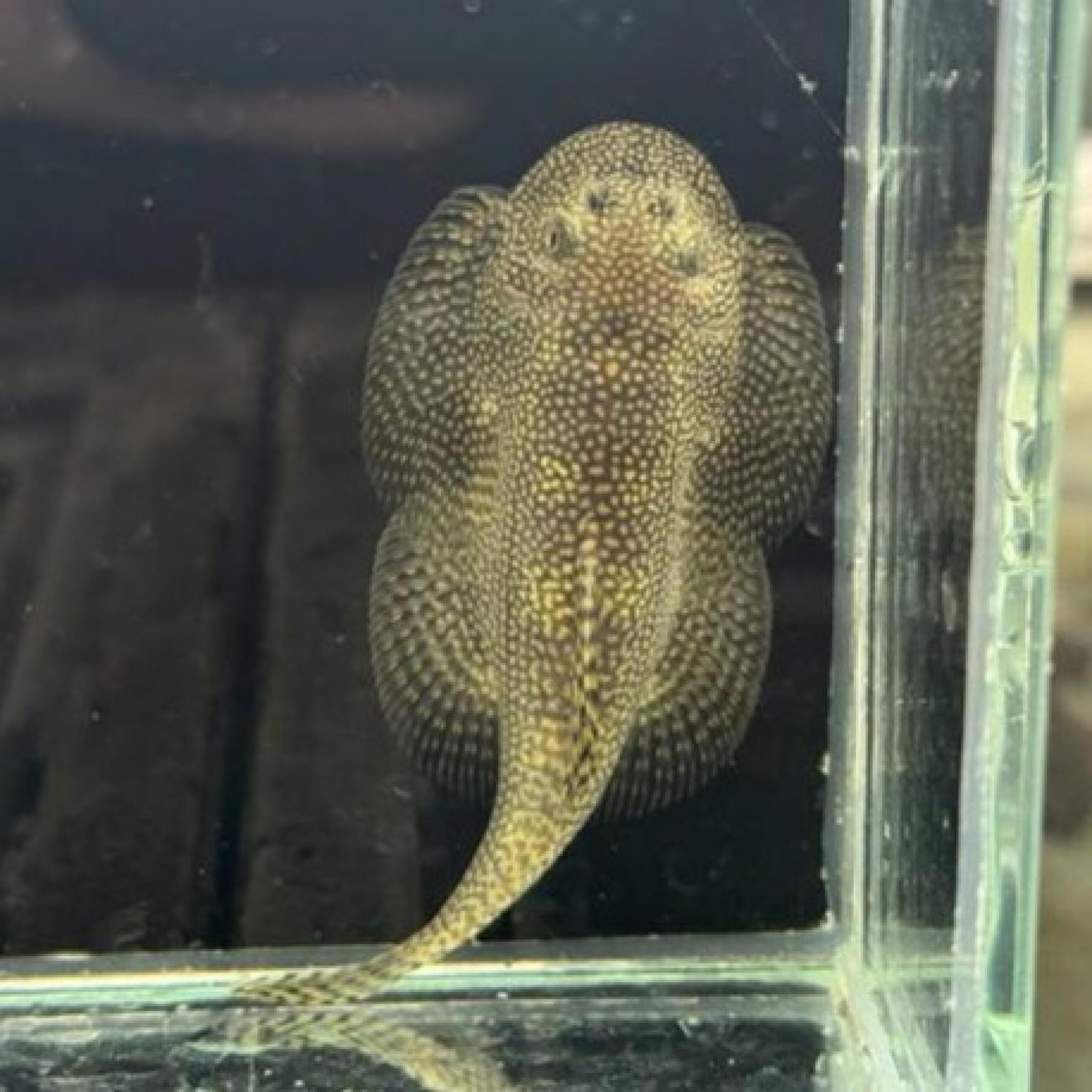 タイニースポットヒルストリームローチ(L)