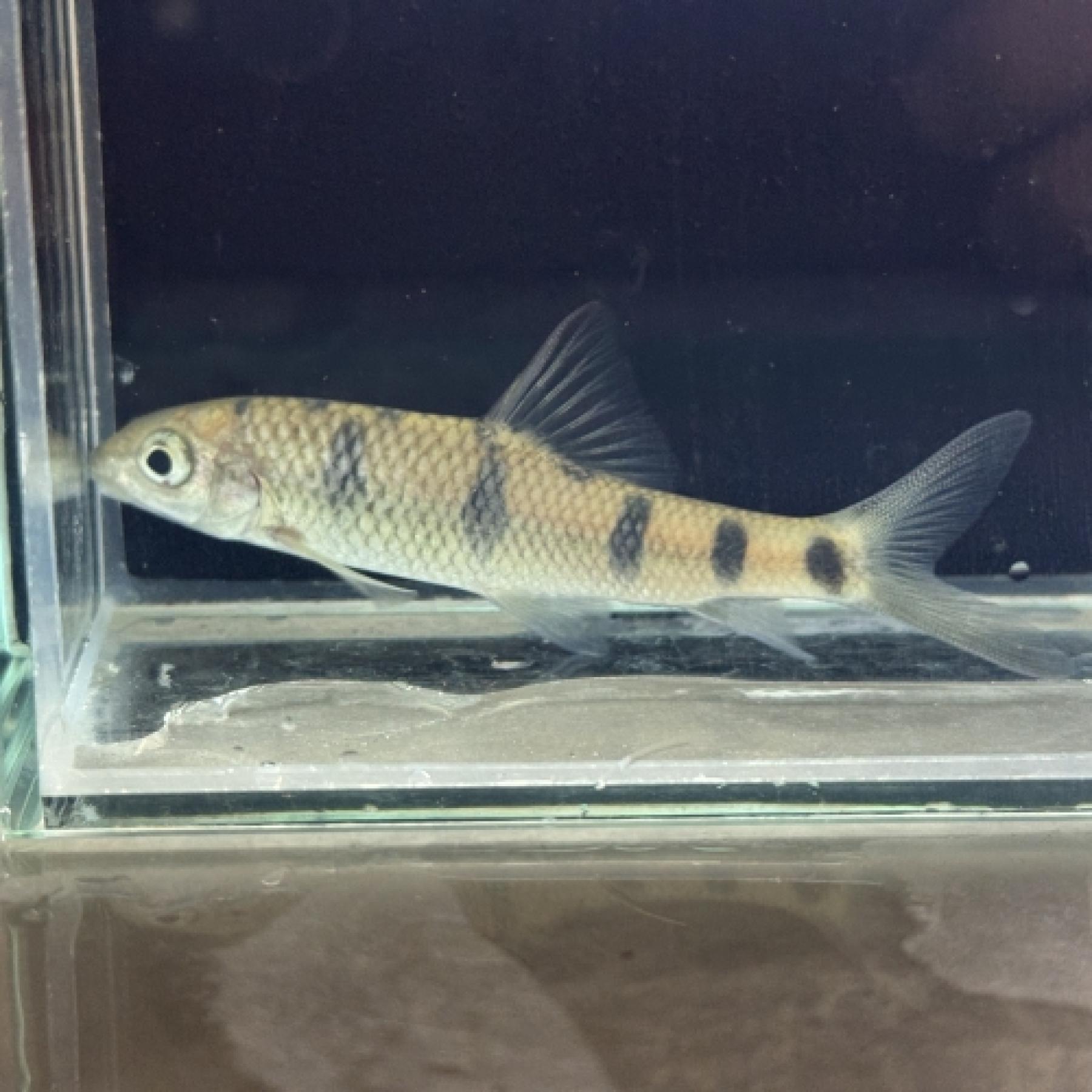 中国レッドベリーバルブ