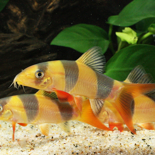 クラウンローチ（ＳＭ）