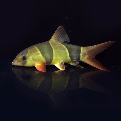 クラウンローチ（Ｌ）