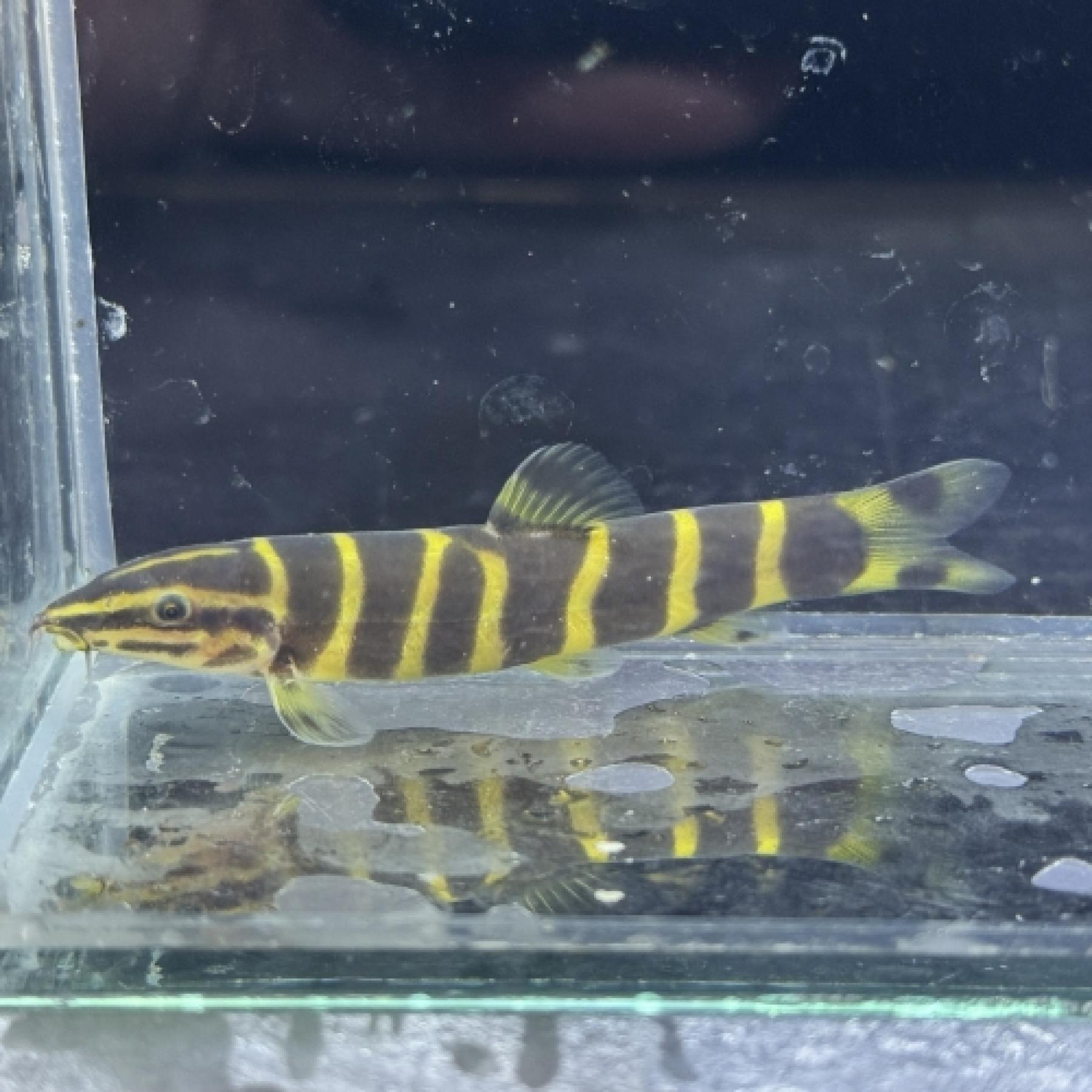 ボティア・リーベサエ