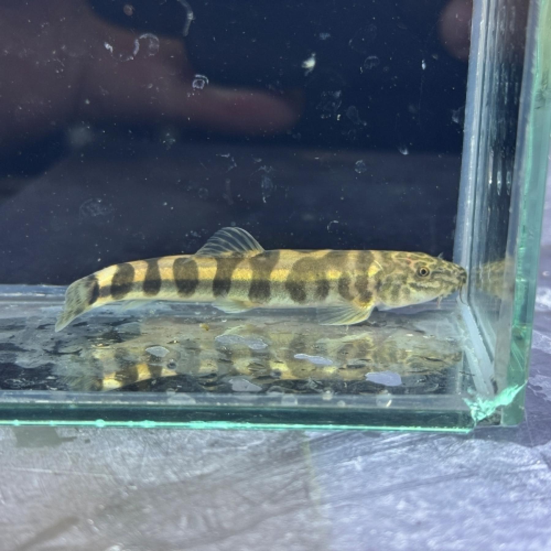 スキストラ・ティグリナ（中国）