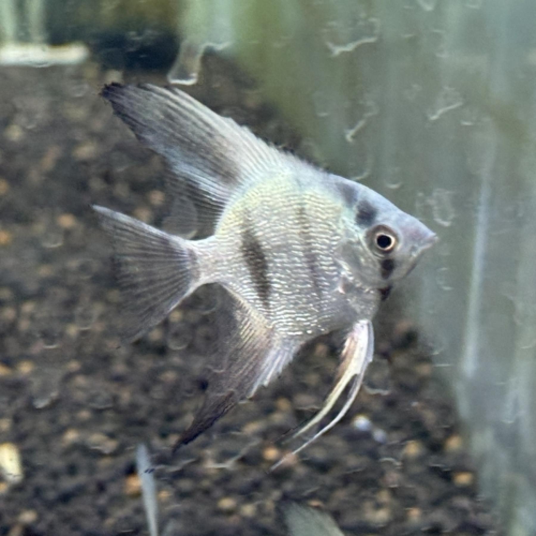 ブルーダイヤモンドエンゼル（ＥＵブリード）（Ｍ）