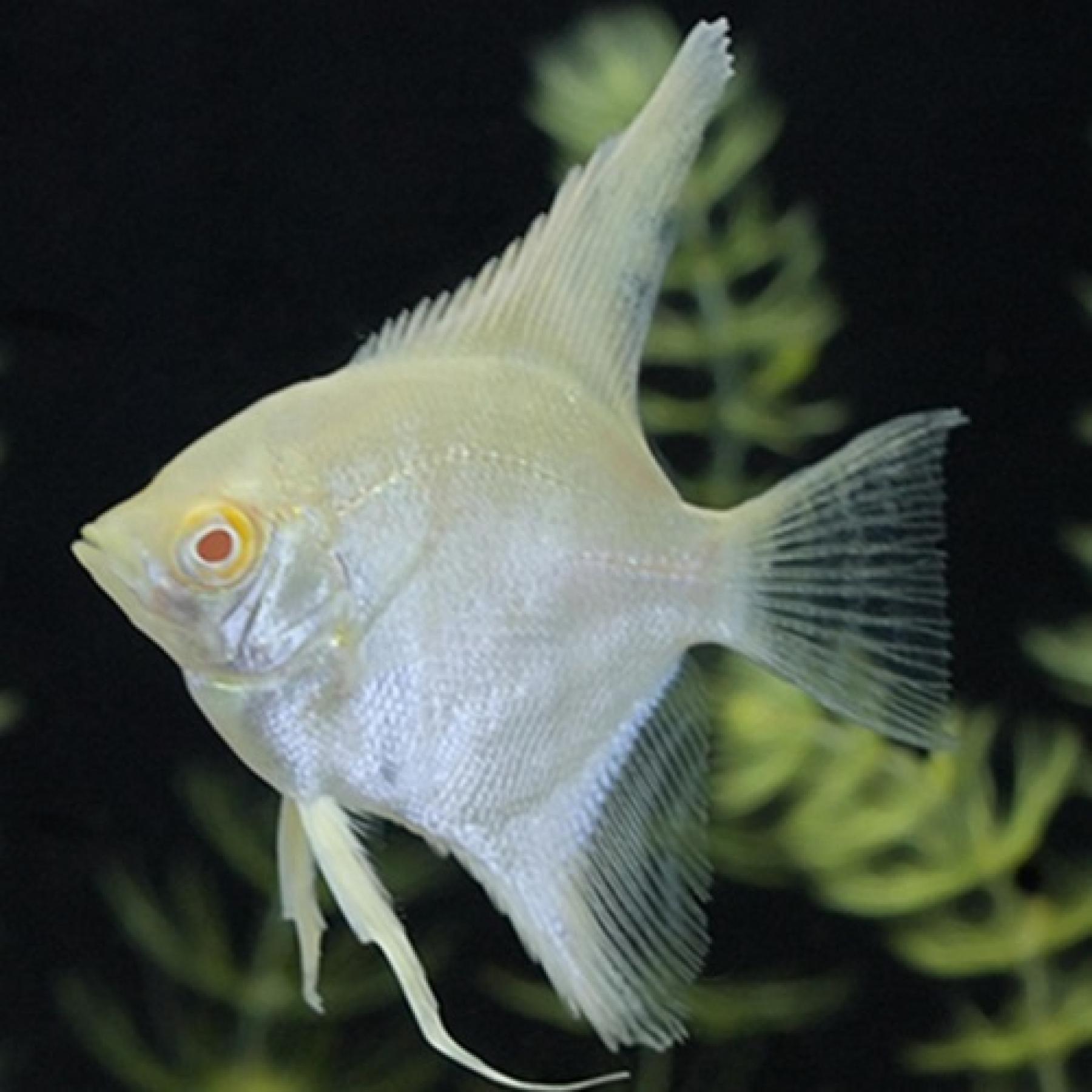 アルビノレッドアルタムエンゼル(台湾ブリード)(M)