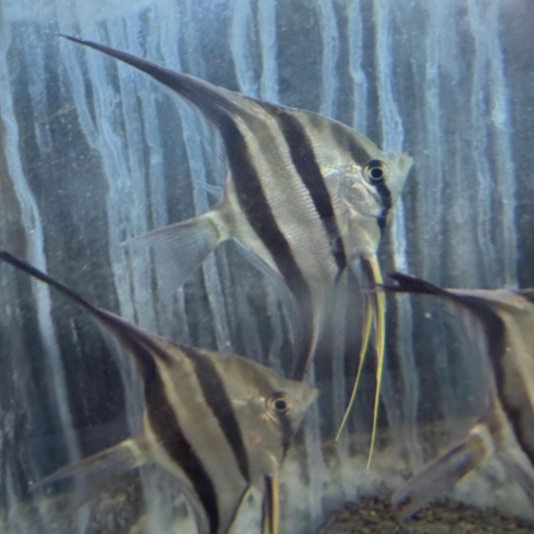 ワイルドアルタムエンゼル（リオネグロ）（Ｌ）