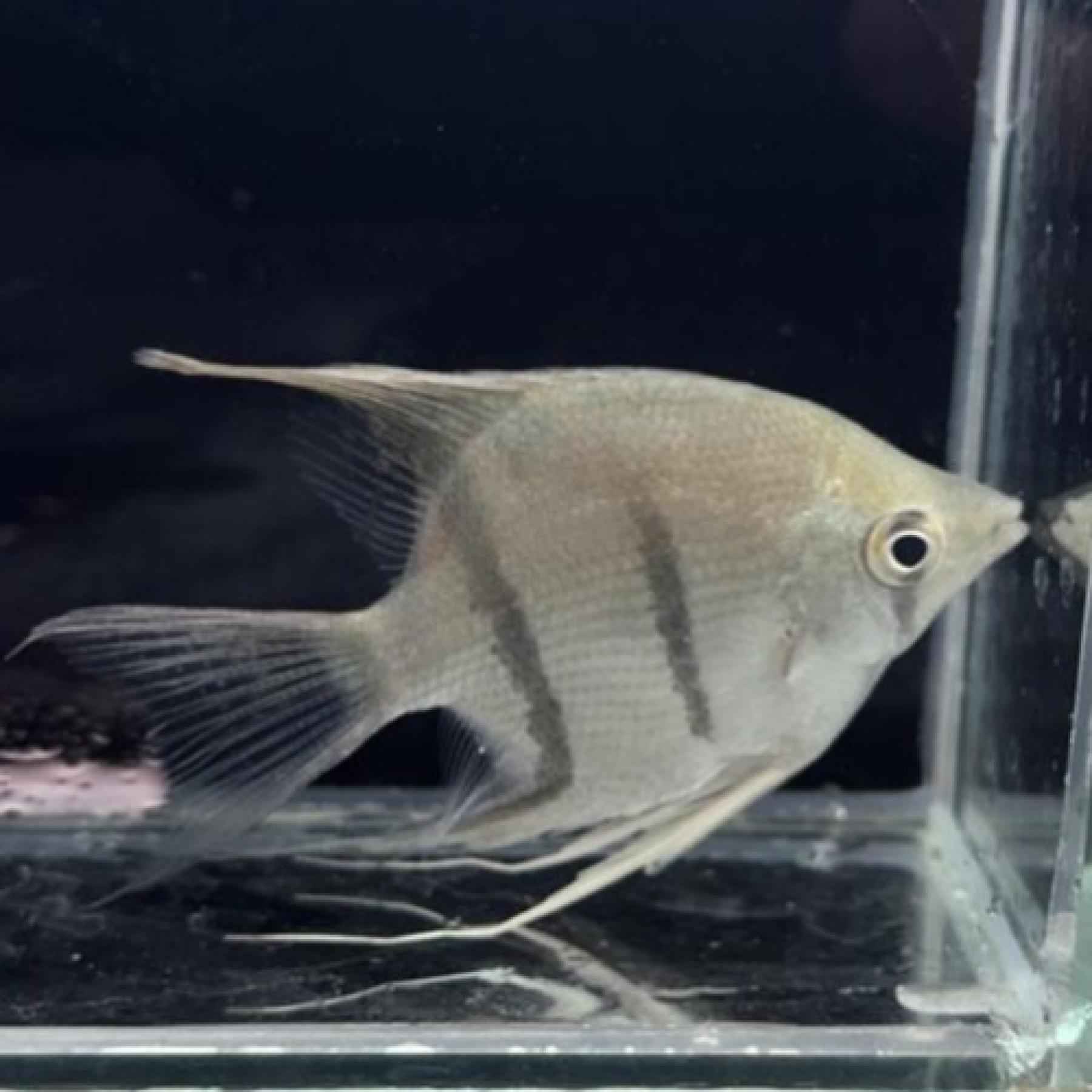 ドゥメリリーエンゼル（カレイロダ ベレーザ）（Ｍ）